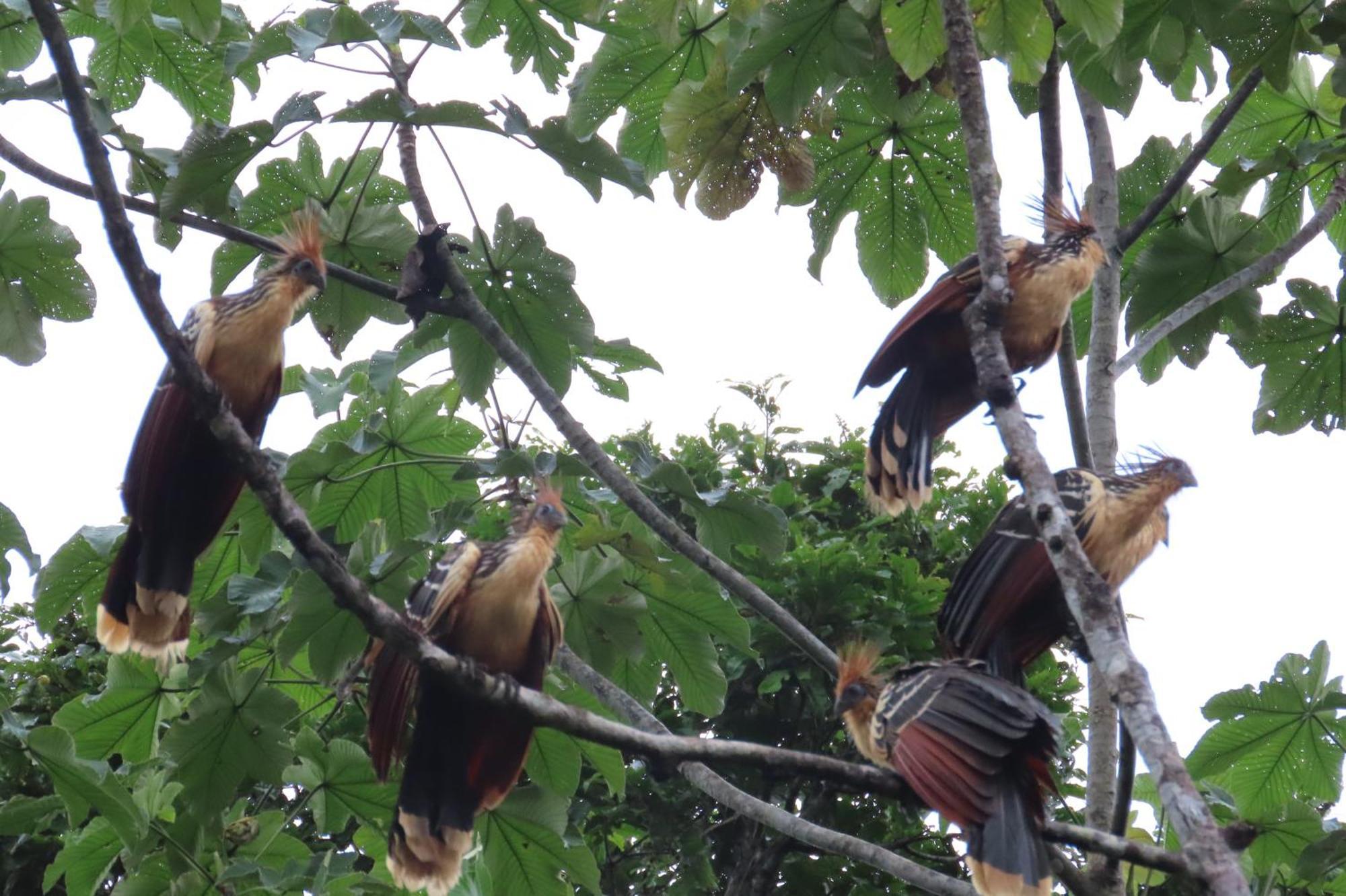 Hospedaje Y Tours Reina Arriera Amazonas Colombia Macedonia Luaran gambar