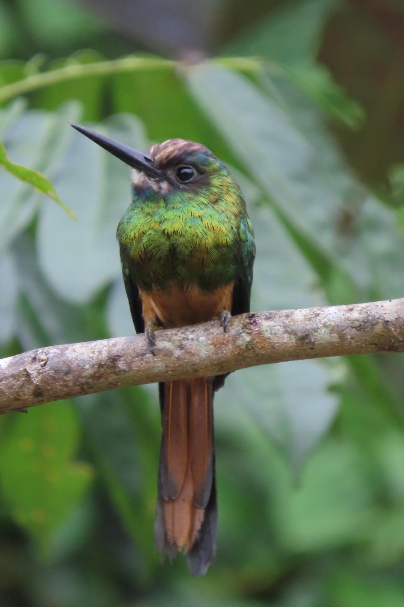 Hospedaje Y Tours Reina Arriera Amazonas Colombia Macedonia Luaran gambar